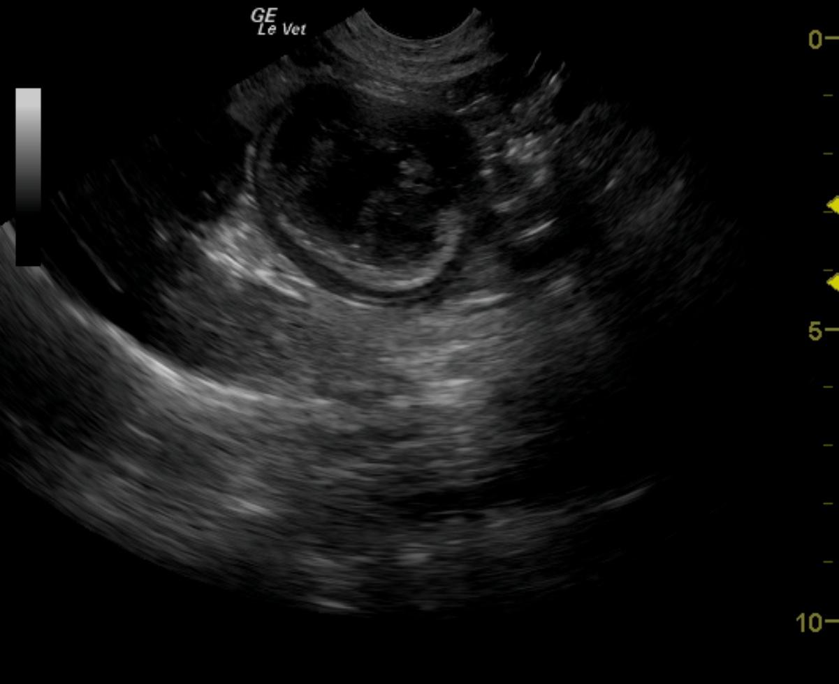 Intestinal stromal tumor in a 11 year old MN Brittany Spaniel dog Members