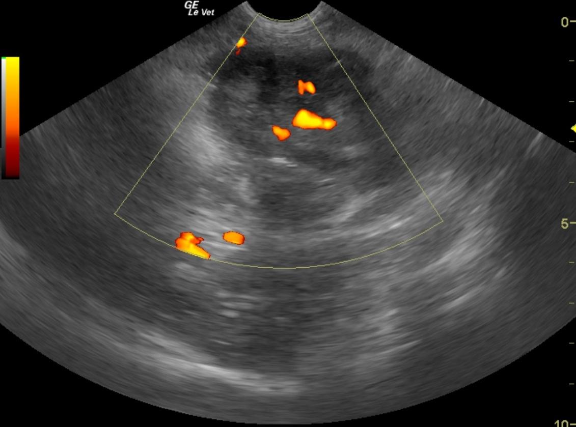 Intestinal stromal tumor in a 11 year old MN Brittany Spaniel dog Members