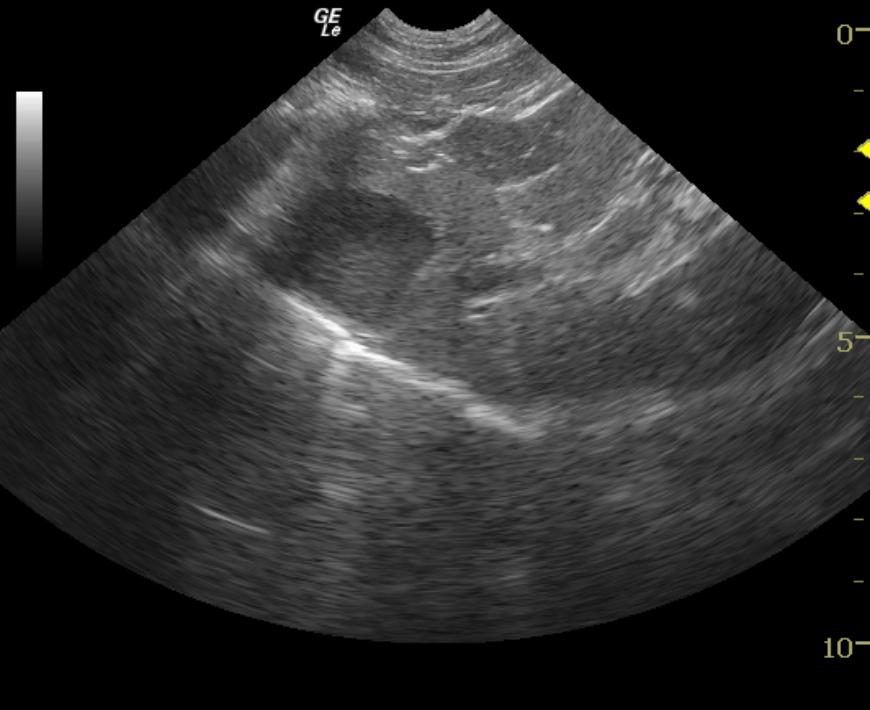 Hyperplastic cholecystitis in a 9 year old FS DLH cat - Members