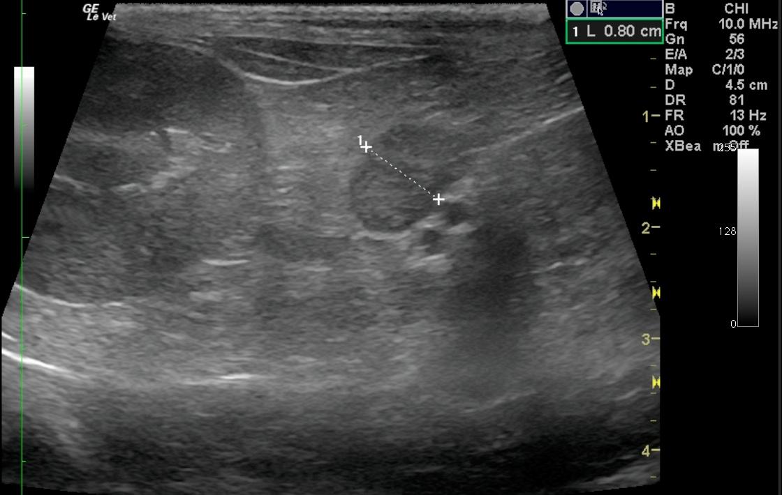 Cushing`s disease in a 10 year old FS Burmese cat - Members - Small Breed Cat Cushing'S Disease Signs