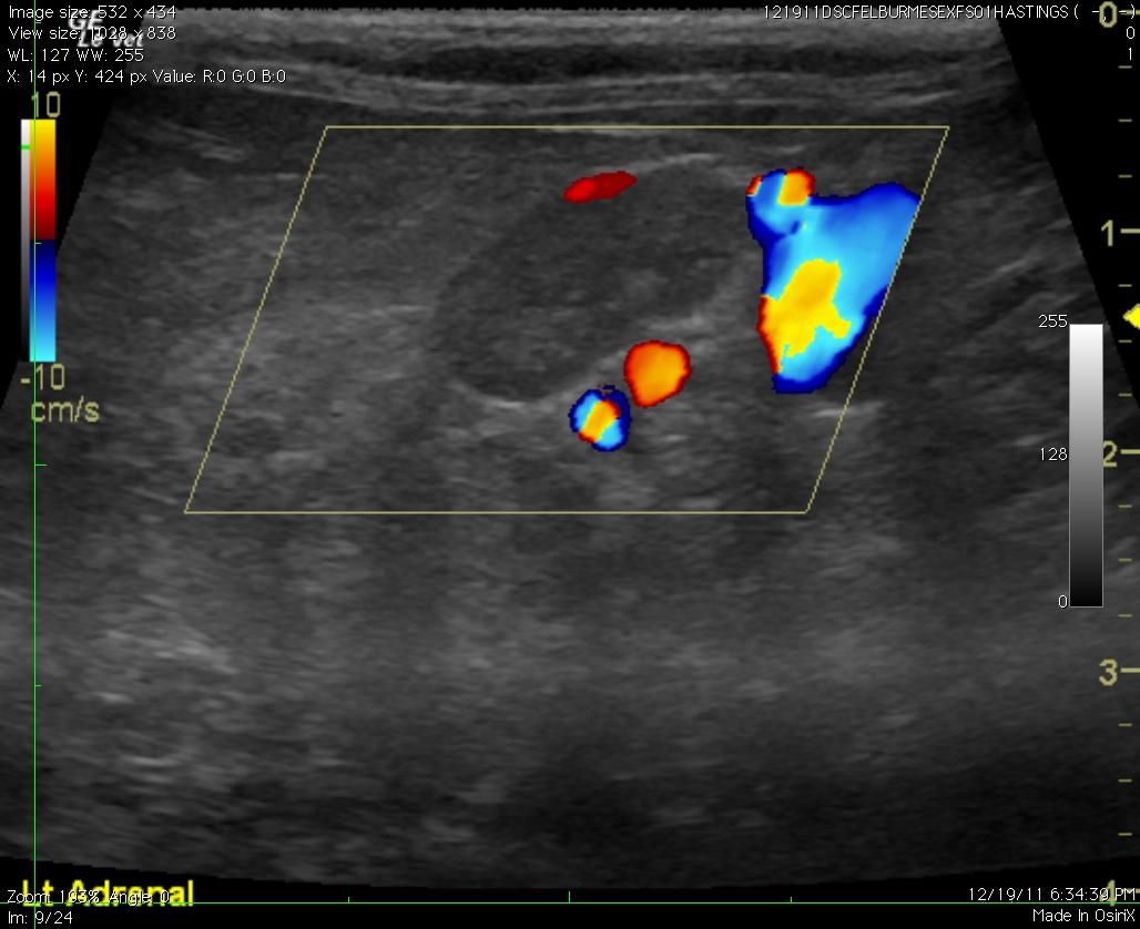 Cushing`s disease in a 10 year old FS Burmese cat - Members
