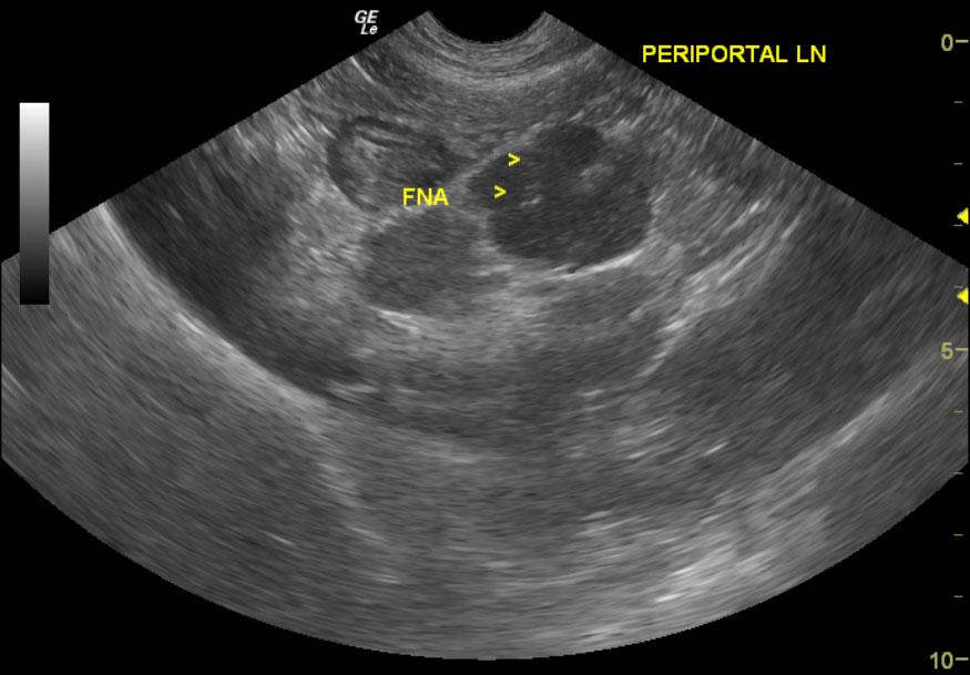 Lymphoma in a 4 year old FS Labrador Retriever mix dog Members