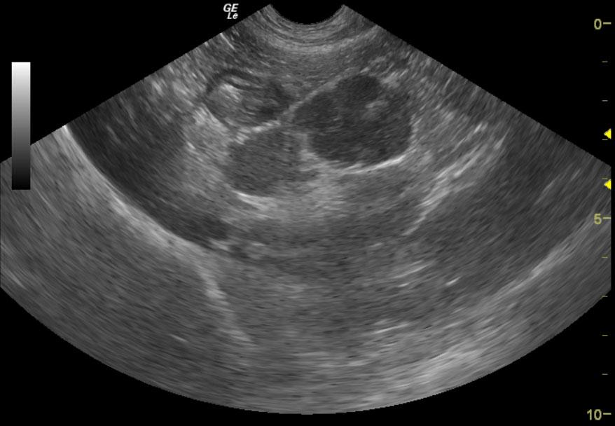 Lymphoma in a 4 year old FS Labrador Retriever mix dog Members