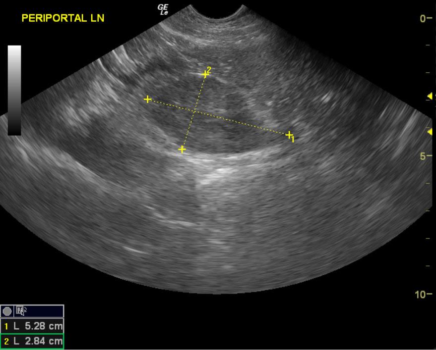 Lymphoma in a 4 year old FS Labrador Retriever mix dog Members