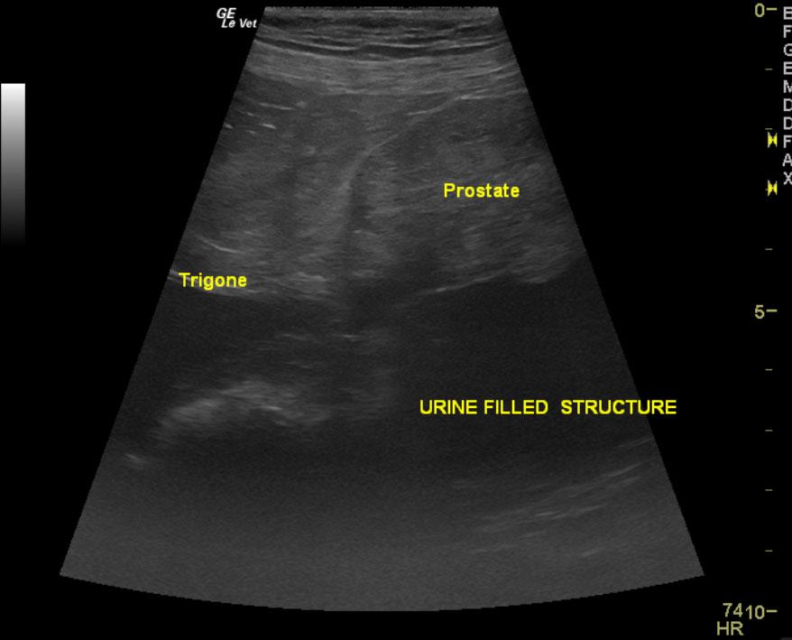 Prostatitis, paraprostatic cyst, and testicular neoplasia in a 10 year ...