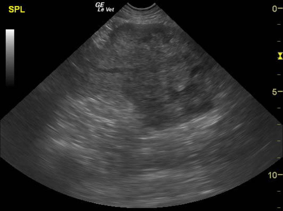 Splenic hematoma in a 11 year old MN Rhodesian Ridgeback dog - Members