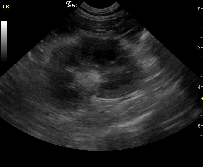 pyelonephritis-in-a-10-year-old-fs-dsh-cat-members