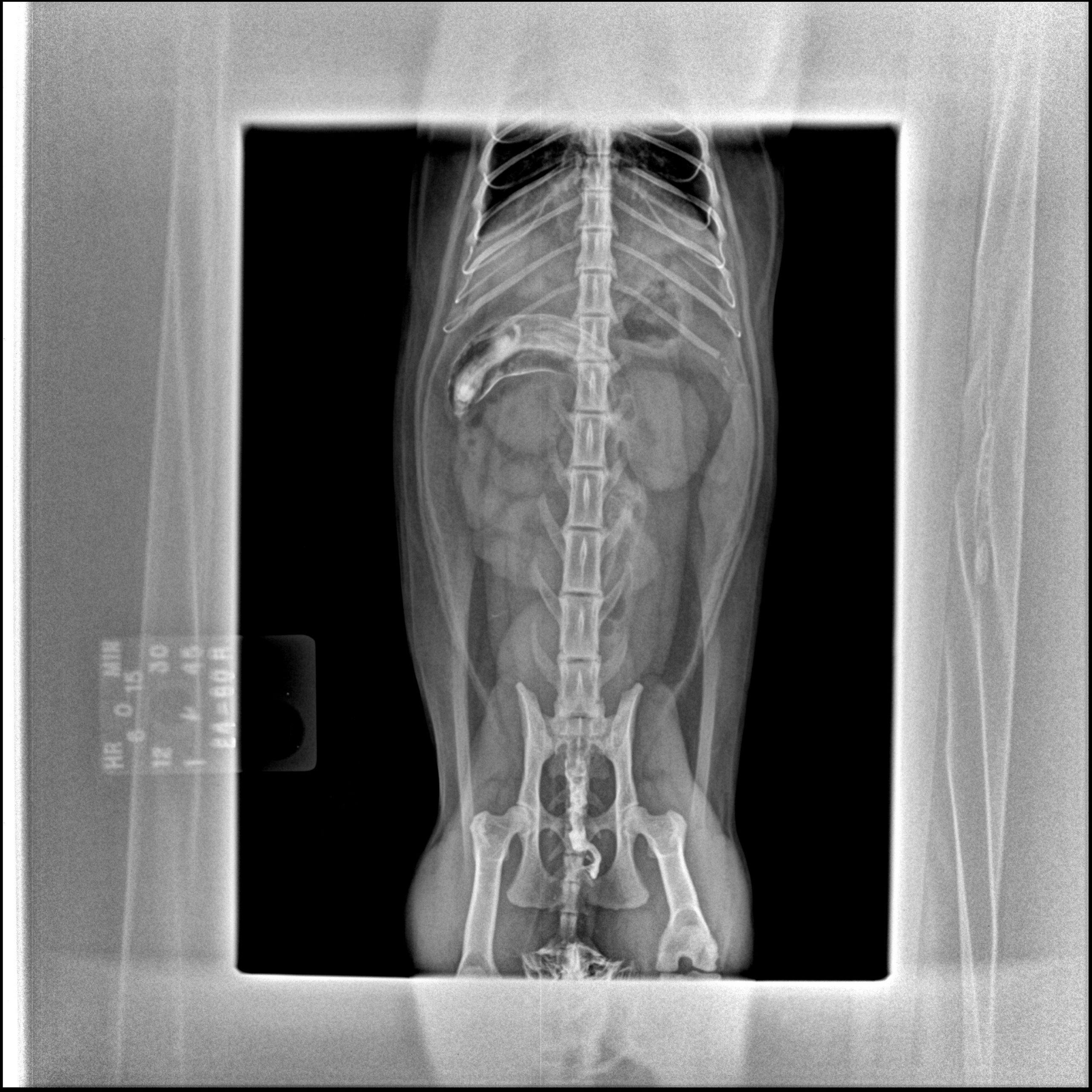 Feline Pancreatitis - Members