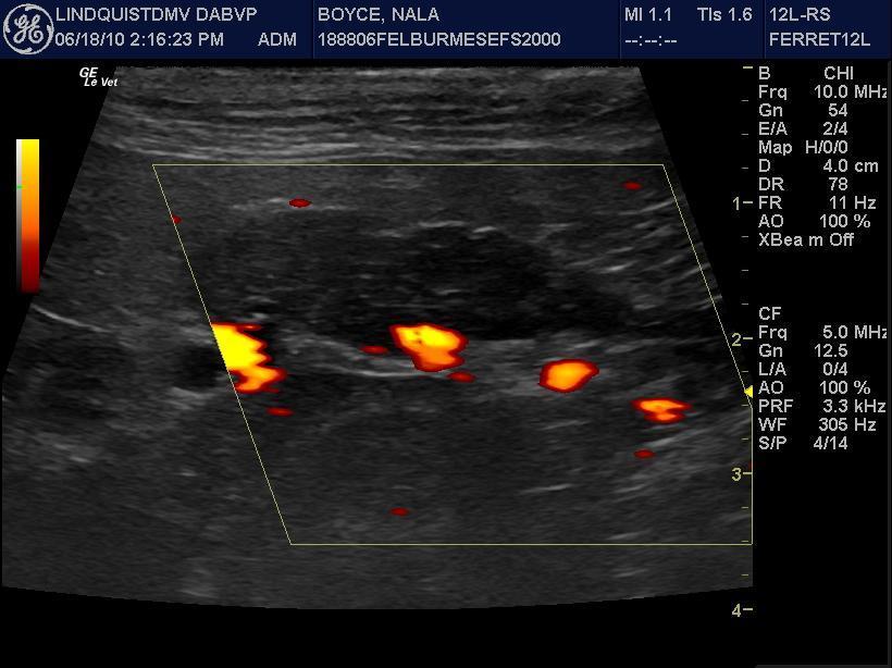 Image showcasing Feline Pancreatitis - Members