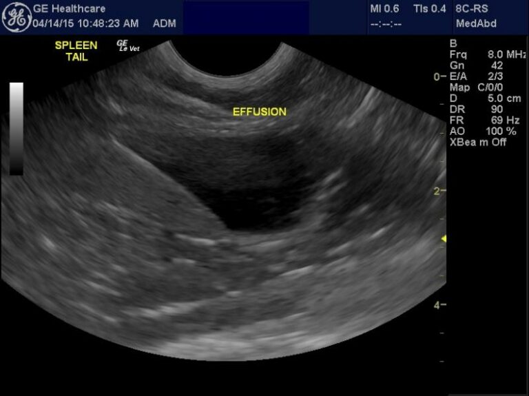 Coagulopathy and abdominal effusion in a cat with dermal mast cell ...