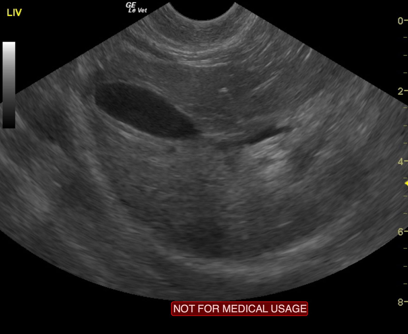 03_00427 Pawpaws S Hepatic lipidosis - Members