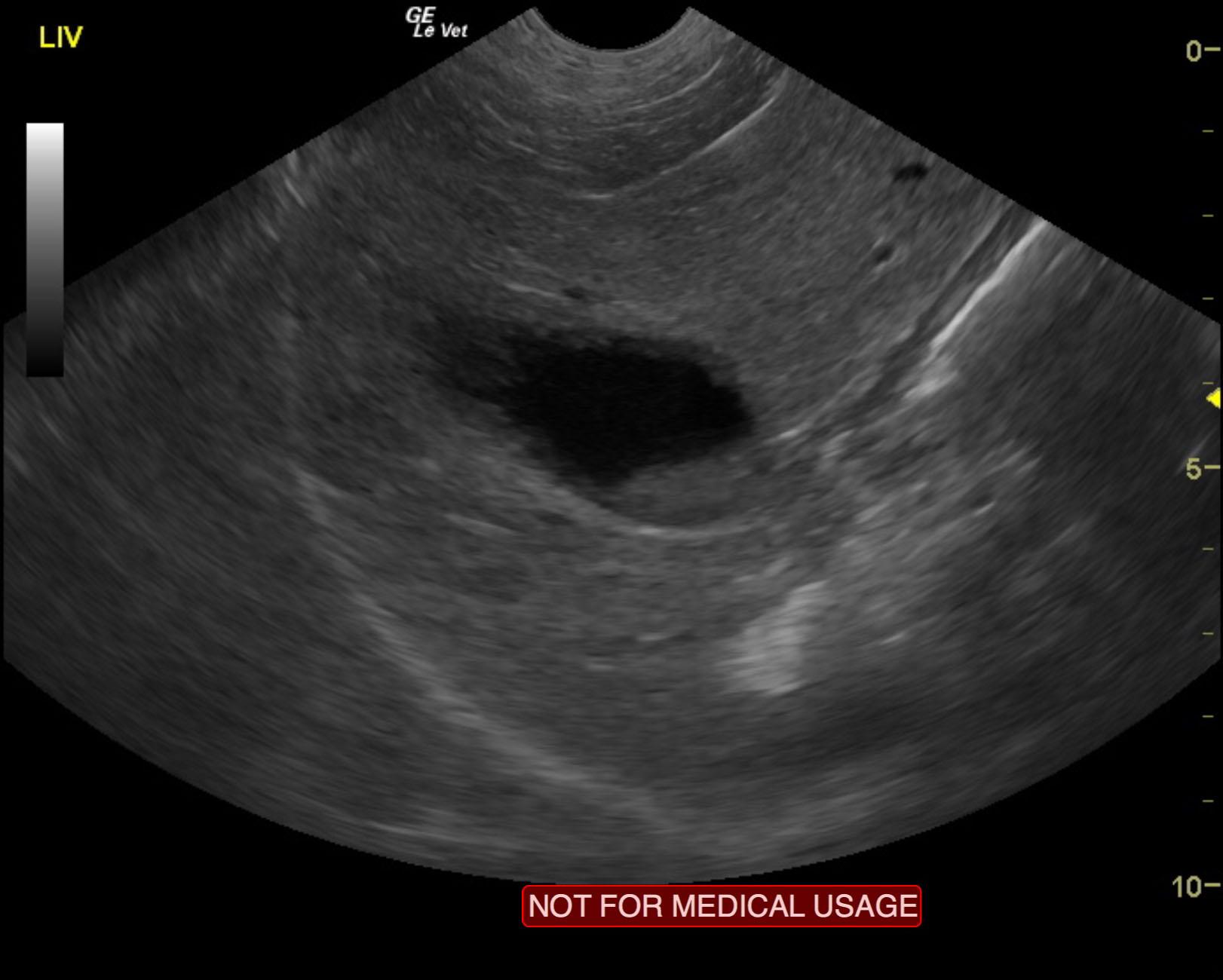 03_00431 Thunder G Vacuolar hepatopathy - Members