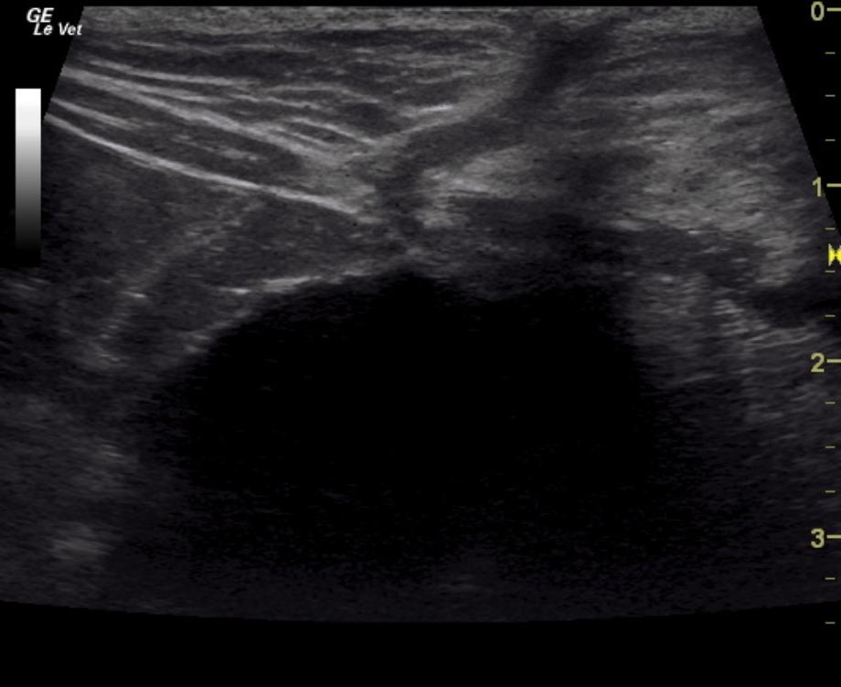 Intact prepubic urethrostomy in an 8 year old MN DSH cat - Members - Male Cat Perineal Urethrostomy For Urinary Disease