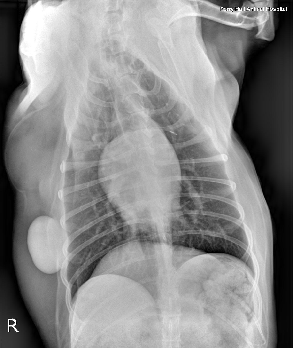 RADS: Neoplastic Interstitial Lung Nodule in a 12 year old FS Golden ...