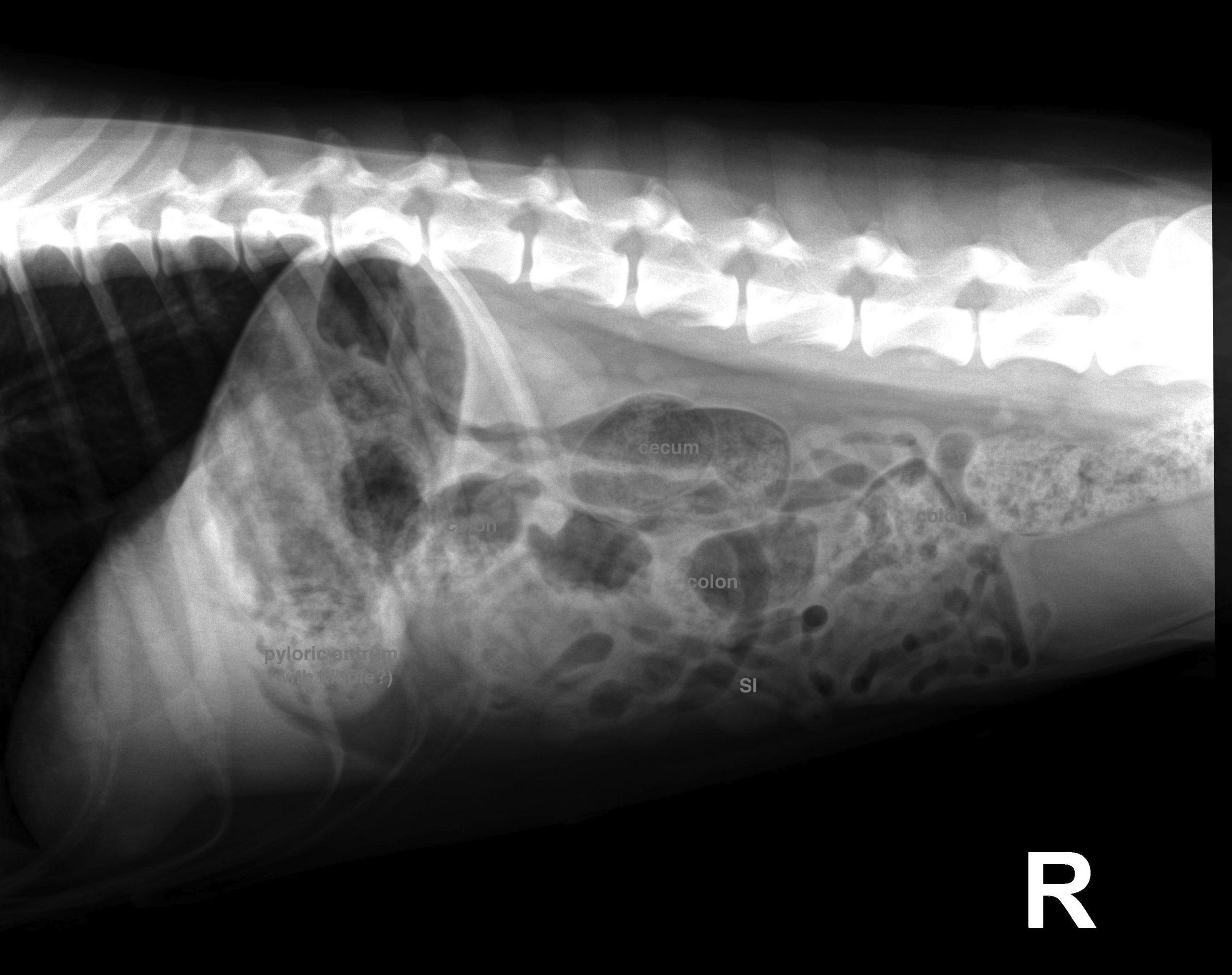 RADS - Gastroenteritis with Possible Subileus in a 6 year old F Golden ...