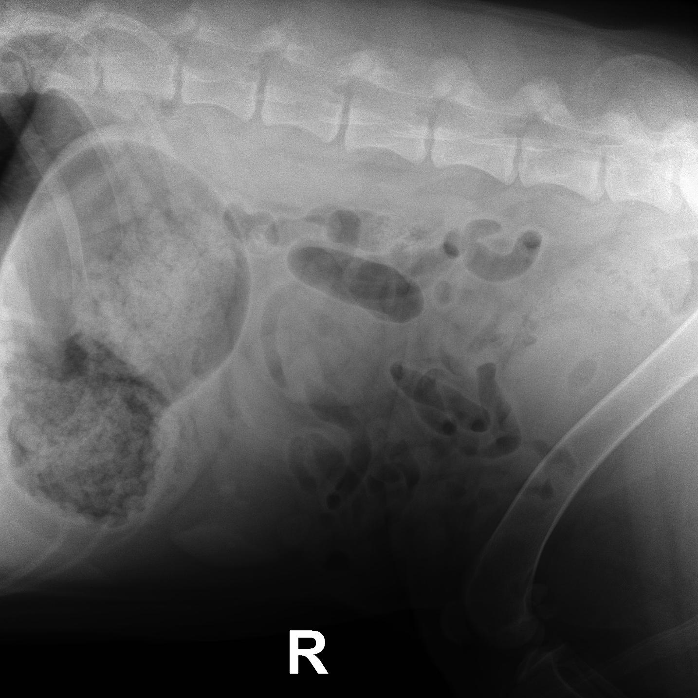 Normal Thorax Rads In Dogs RAD - normal abdomen and caudal thorax in a 3 year old M St. Bernard ...