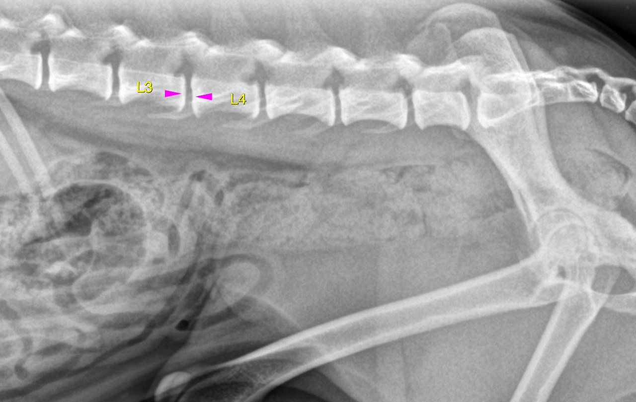 Normal Dog Ls Rads RAD - Normal pelvis with mild disc space narrowing in a 7 year old FS ...