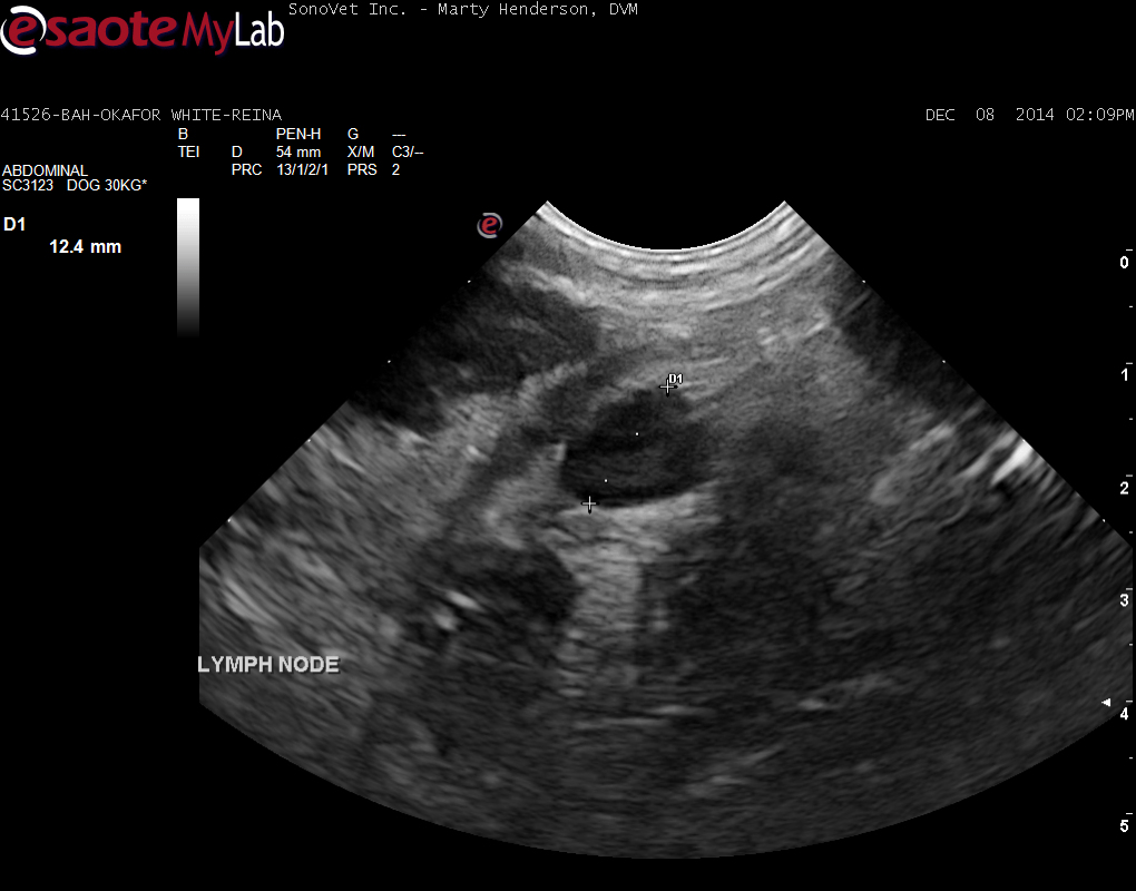 Splenic yeast or mold systemic infection in a 6 year old F Labrador ...