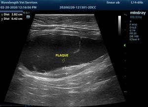 Severe cystitis and reblocking in a 3.5 year old MN DLH